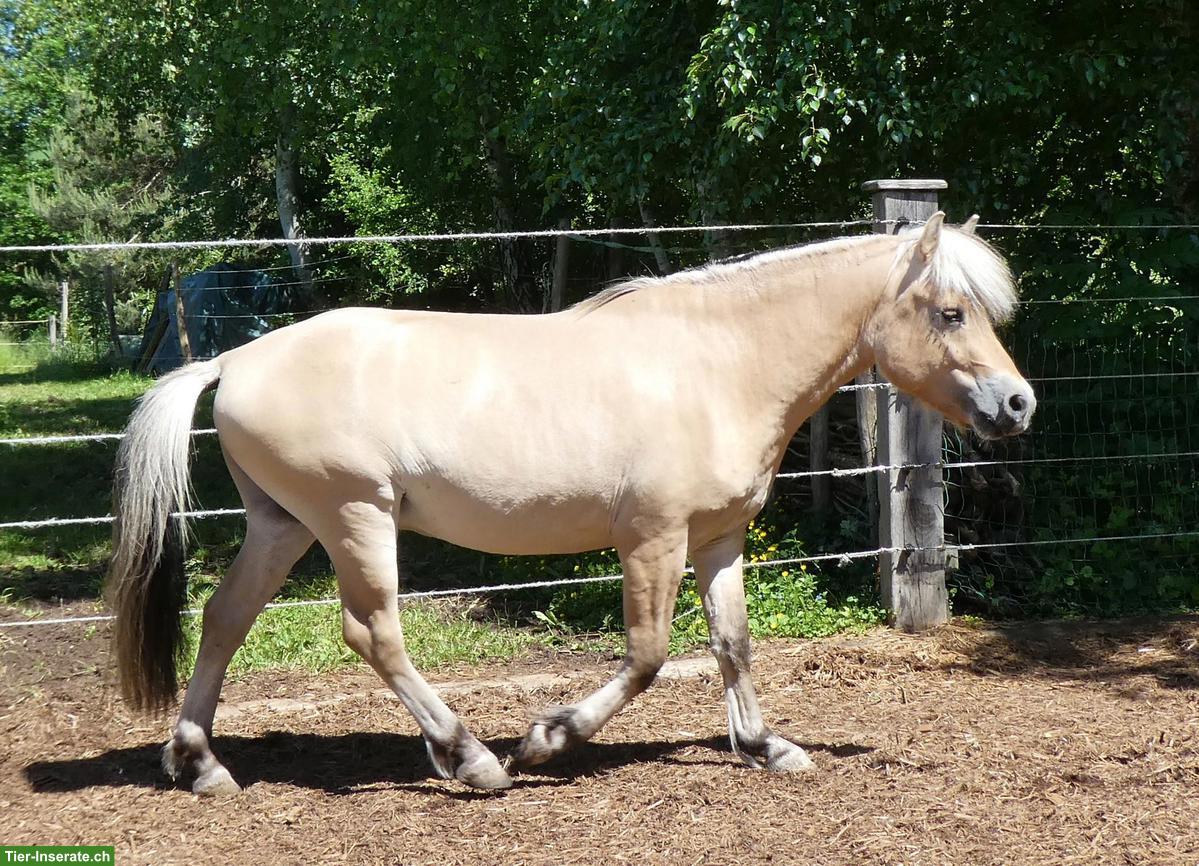 Bild 2: Deckhengst: gekörter Norwegischer Fjordhengst Maurino