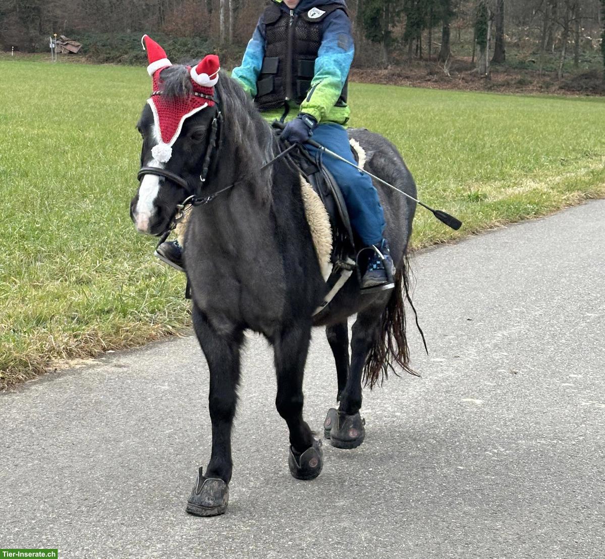 Bild 2: Reitbeteiligung auf Welsh-Pony in Rümlang ZH