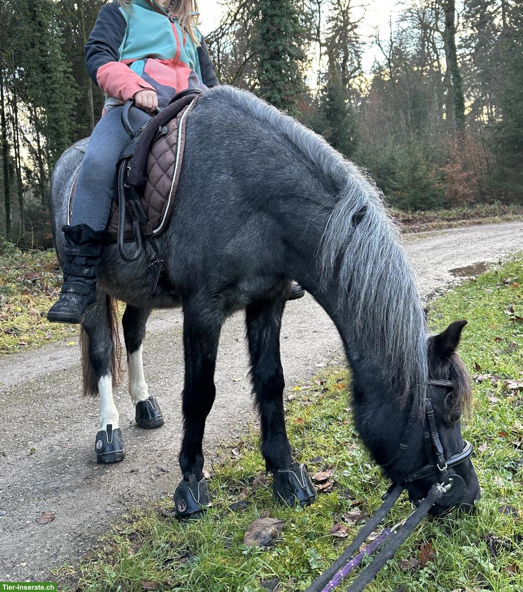 Bild 3: Reitbeteiligung auf Welsh-Pony in Rümlang ZH