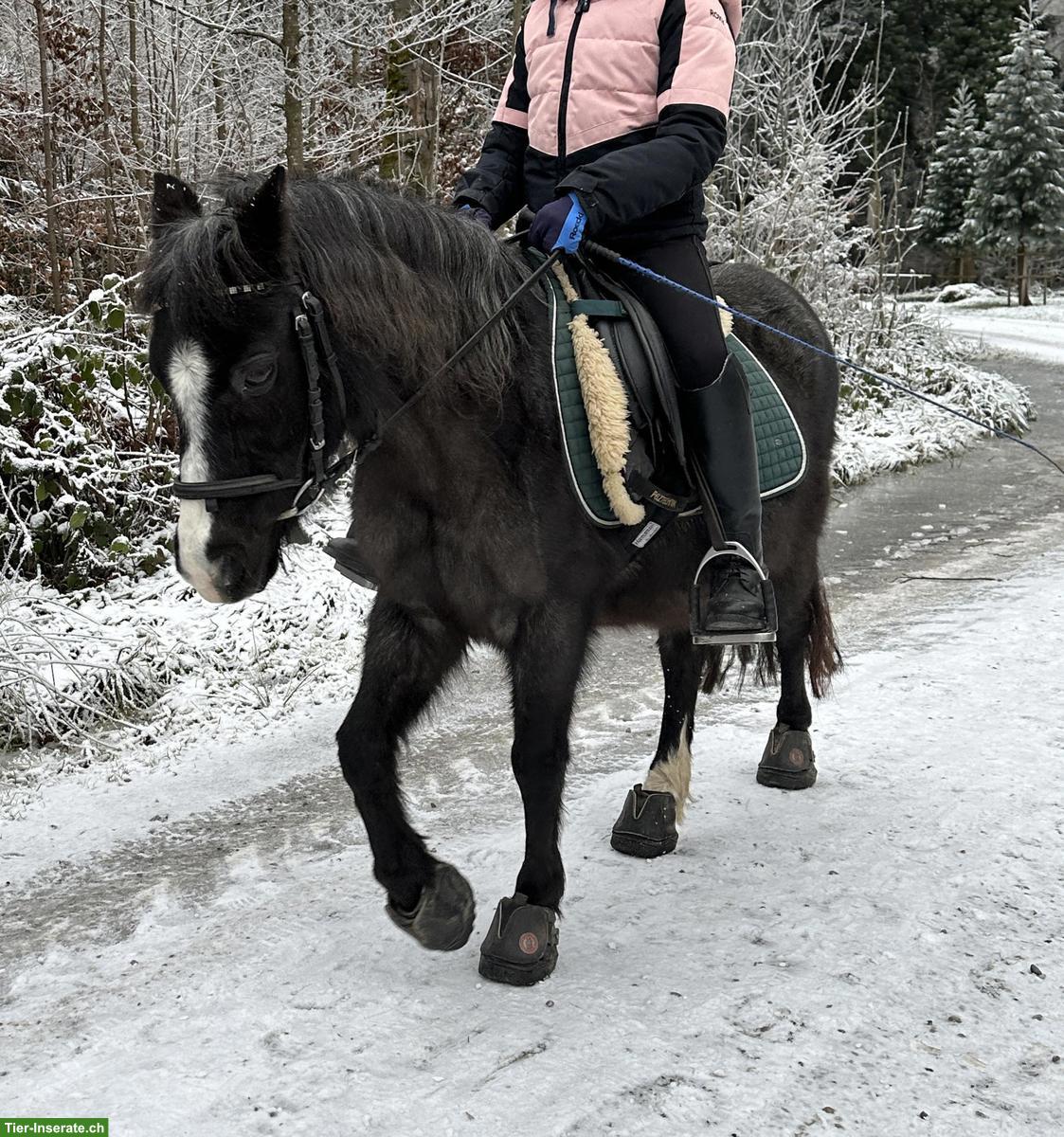 Bild 4: Reitbeteiligung auf Welsh-Pony in Rümlang ZH