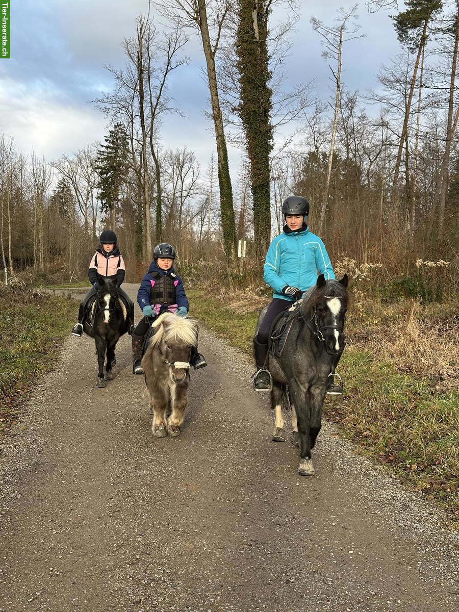Bild 5: Reitbeteiligung auf Welsh-Pony in Rümlang ZH