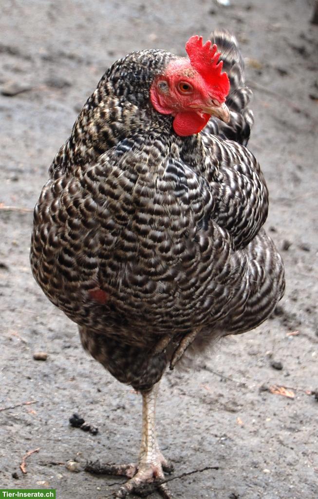 Bild 2: 5 Legehennen: Amberlink, Maran & Sperber