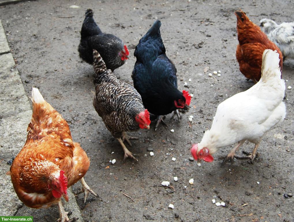 Bild 3: 5 Legehennen: Amberlink, Maran & Sperber