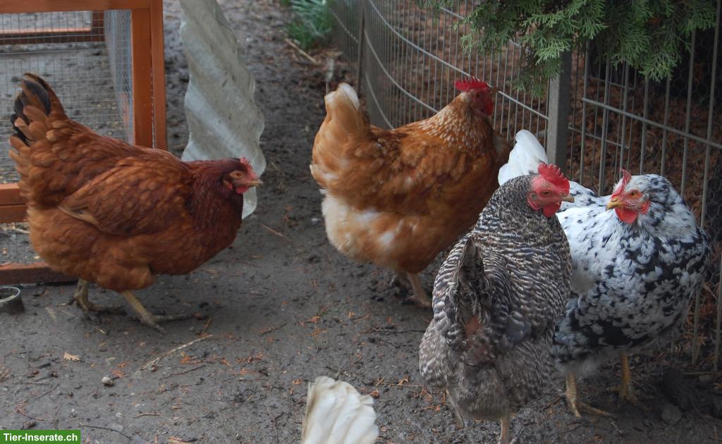 Bild 4: 5 Legehennen: Amberlink, Maran & Sperber