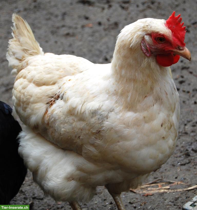 Bild 5: 5 Legehennen: Amberlink, Maran & Sperber