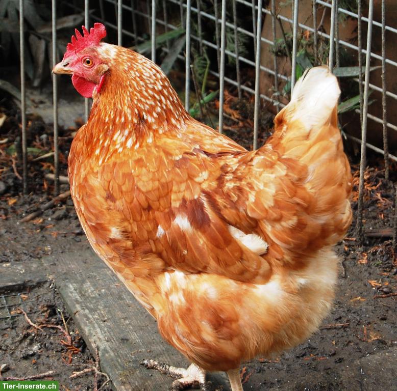 Bild 6: 5 Legehennen: Amberlink, Maran & Sperber