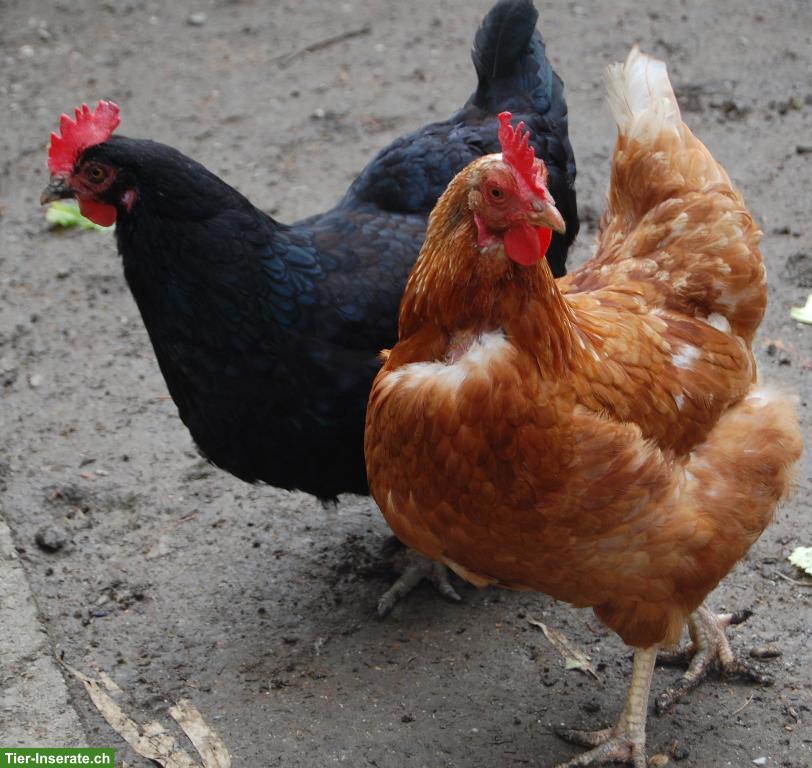 Bild 7: 5 Legehennen: Amberlink, Maran & Sperber