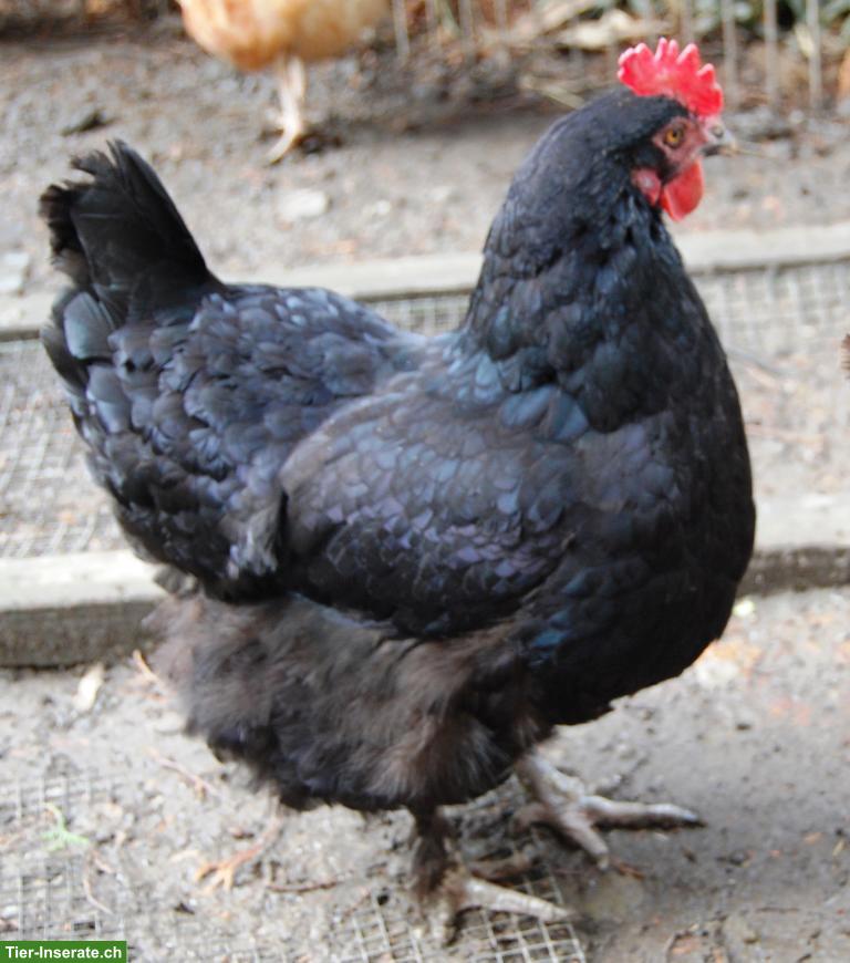 Bild 8: 5 Legehennen: Amberlink, Maran & Sperber