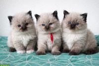 Ragdoll Kitten aus liebevoller Familienaufzucht