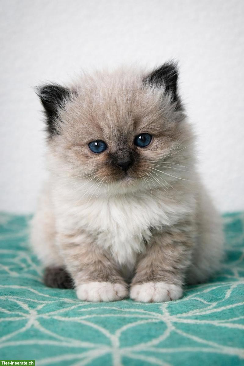 Bild 2: Ragdoll Kitten aus liebevoller Familienaufzucht