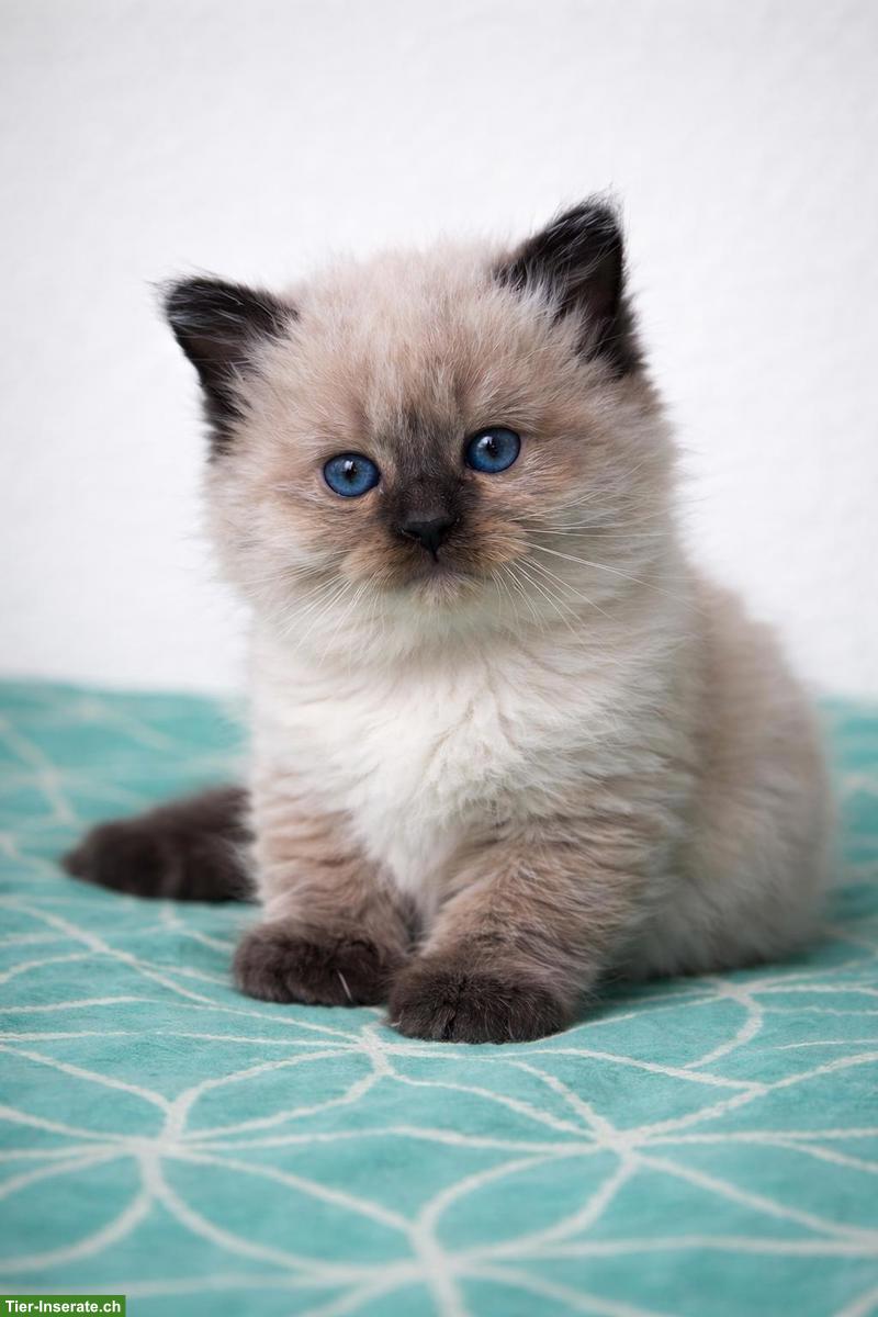 Bild 3: Ragdoll Kitten aus liebevoller Familienaufzucht