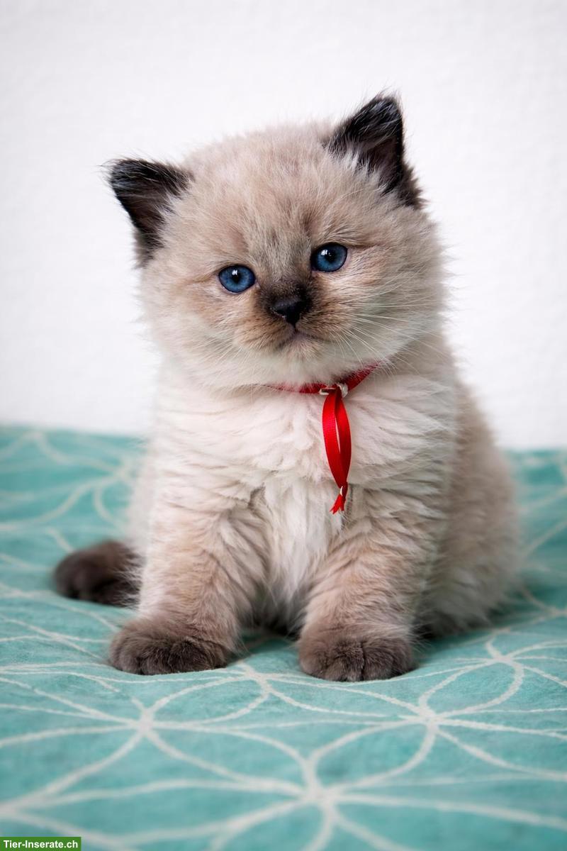 Bild 4: Ragdoll Kitten aus liebevoller Familienaufzucht