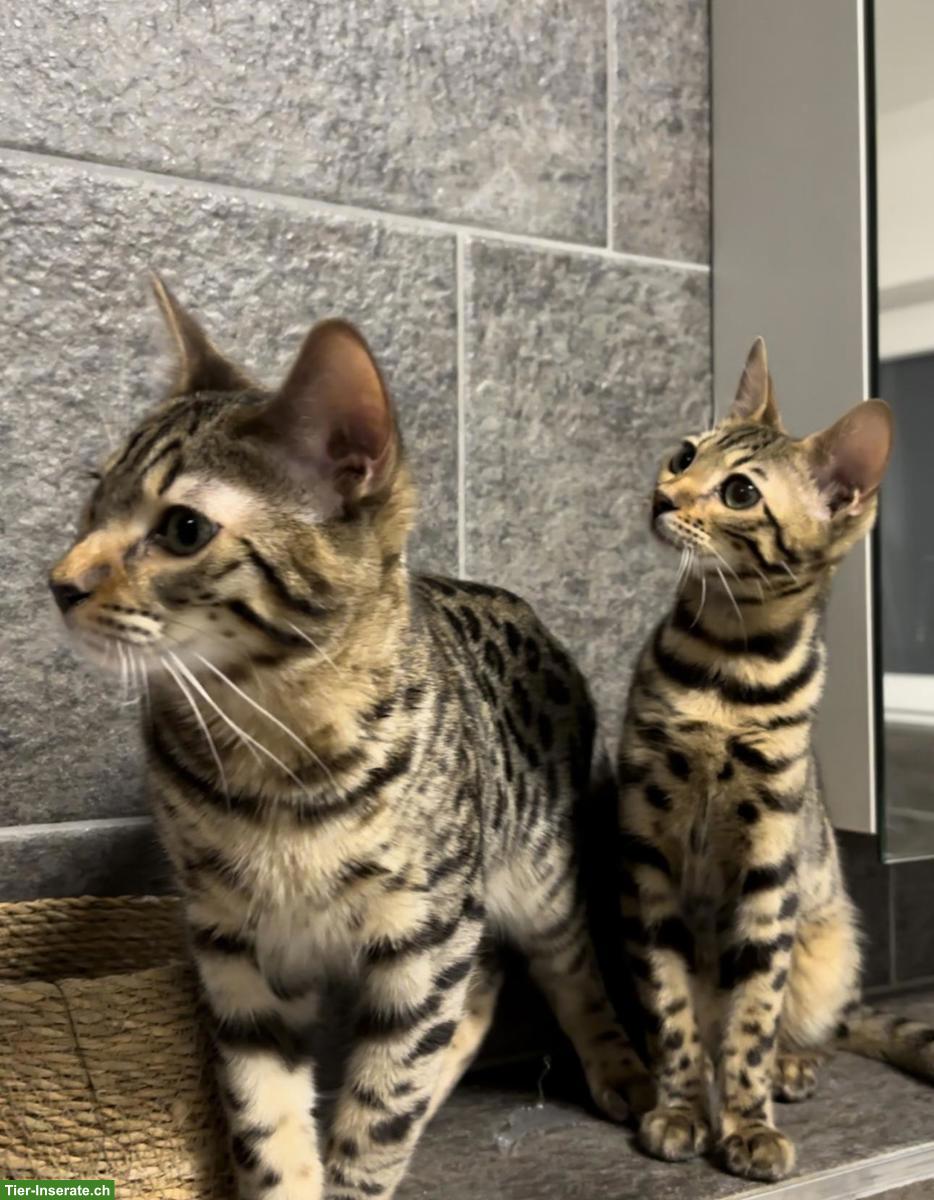 Bengal Katzenpaar, 6 Monate alt
