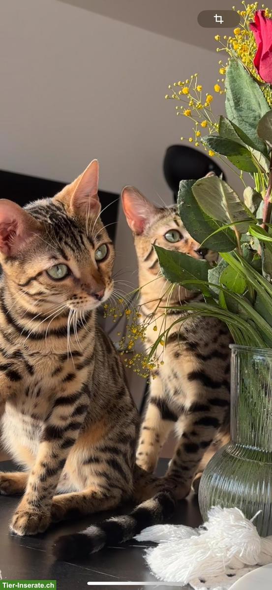 Bild 2: Bengal Katzenpaar, 6 Monate alt