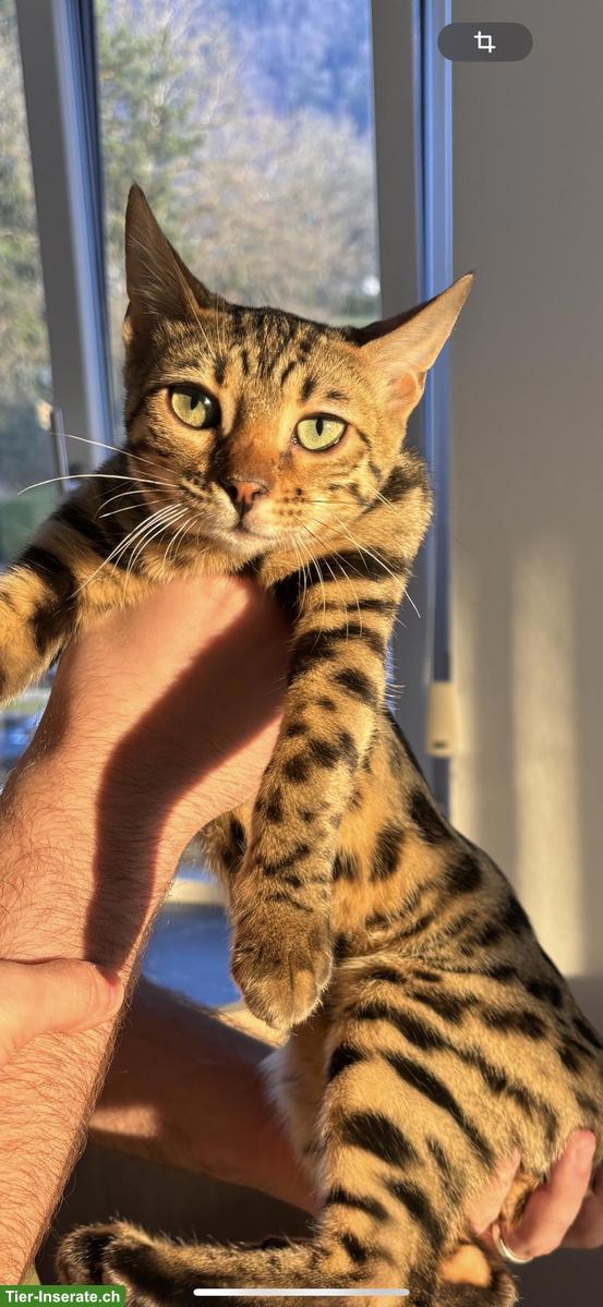 Bild 3: Bengal Katzenpaar, 6 Monate alt