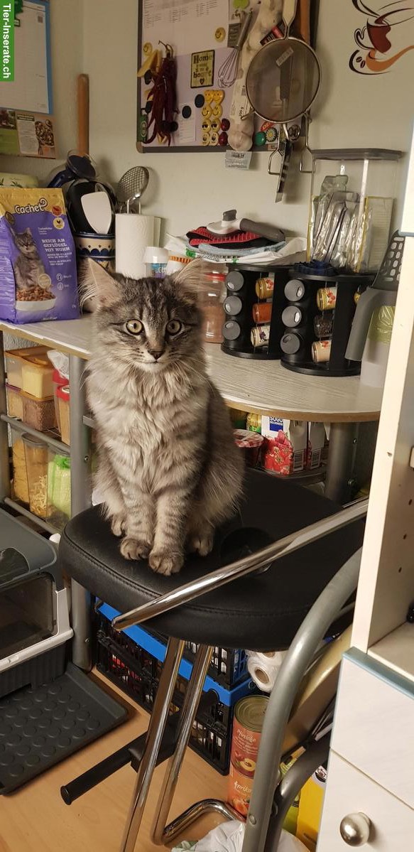 Mischling Kater Max, 7 Monate alt zu verkaufen