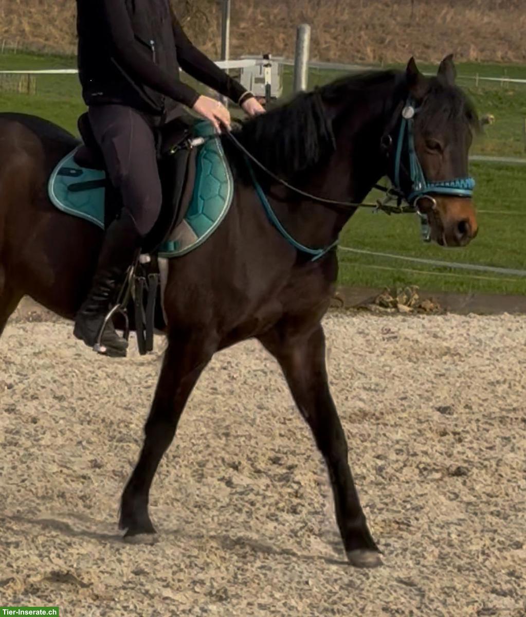 Pony-Araber-Mix Wallach, 7-jährig, sportliches Allround-Pony