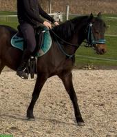Pony-Araber-Mix Wallach, 7-jährig, sportliches Allround-Pony