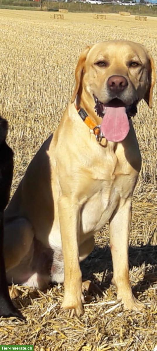 Bild 2: Labrador x Appenzeller/Border Welpen noch ungeboren