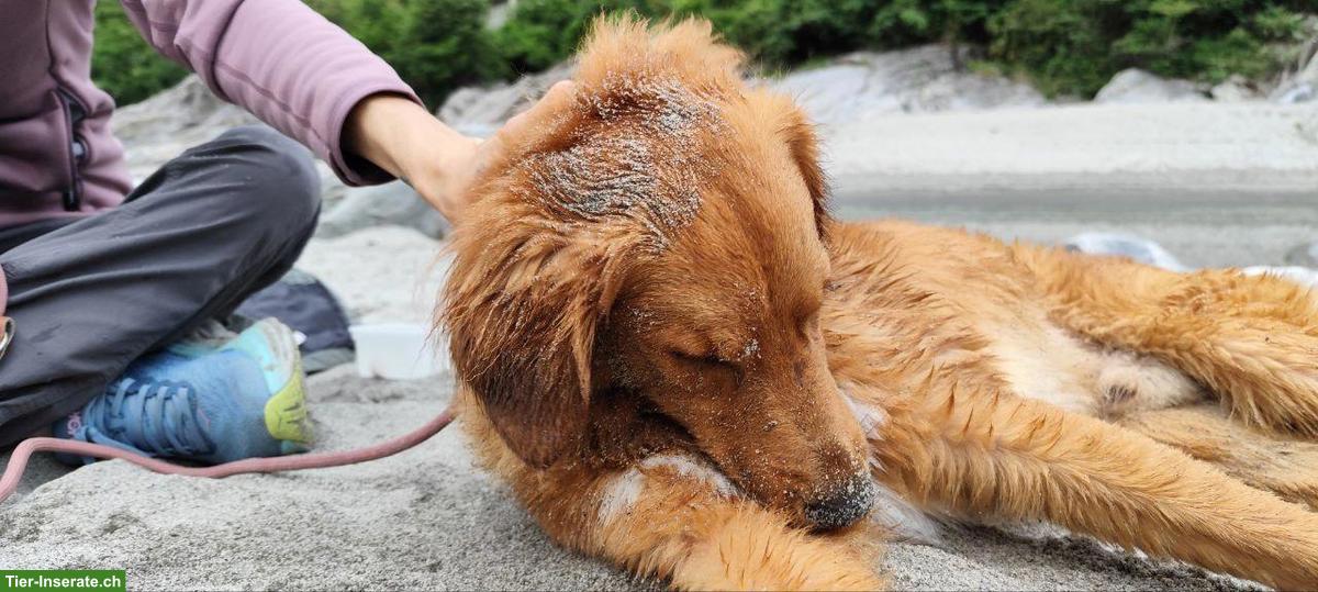Bild 10: Mischlingsrüde sucht sportliches Zuhause - gerne auch als 2. Hund!