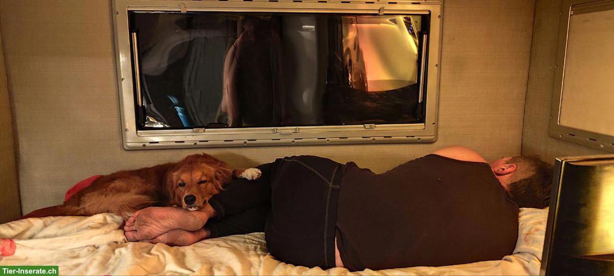 Bild 6: Mischlingsrüde sucht sportliches Zuhause - gerne auch als 2. Hund!