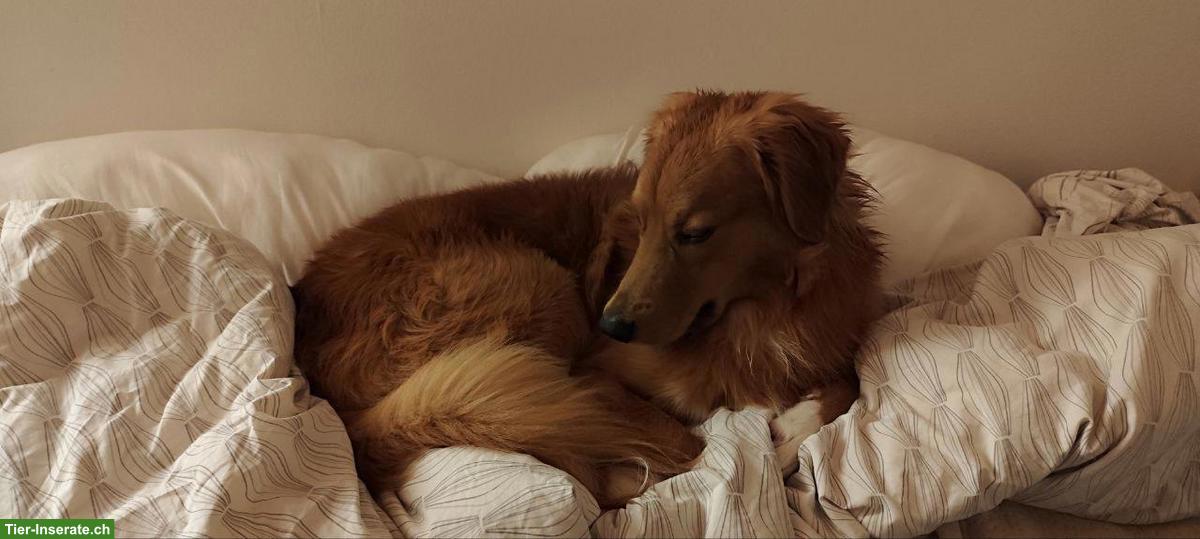 Bild 8: Mischlingsrüde sucht sportliches Zuhause - gerne auch als 2. Hund!