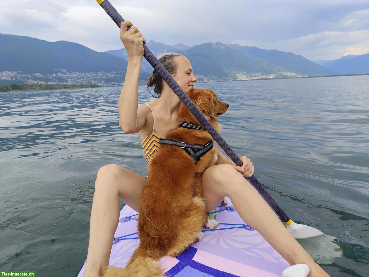 Bild 9: Mischlingsrüde sucht sportliches Zuhause - gerne auch als 2. Hund!