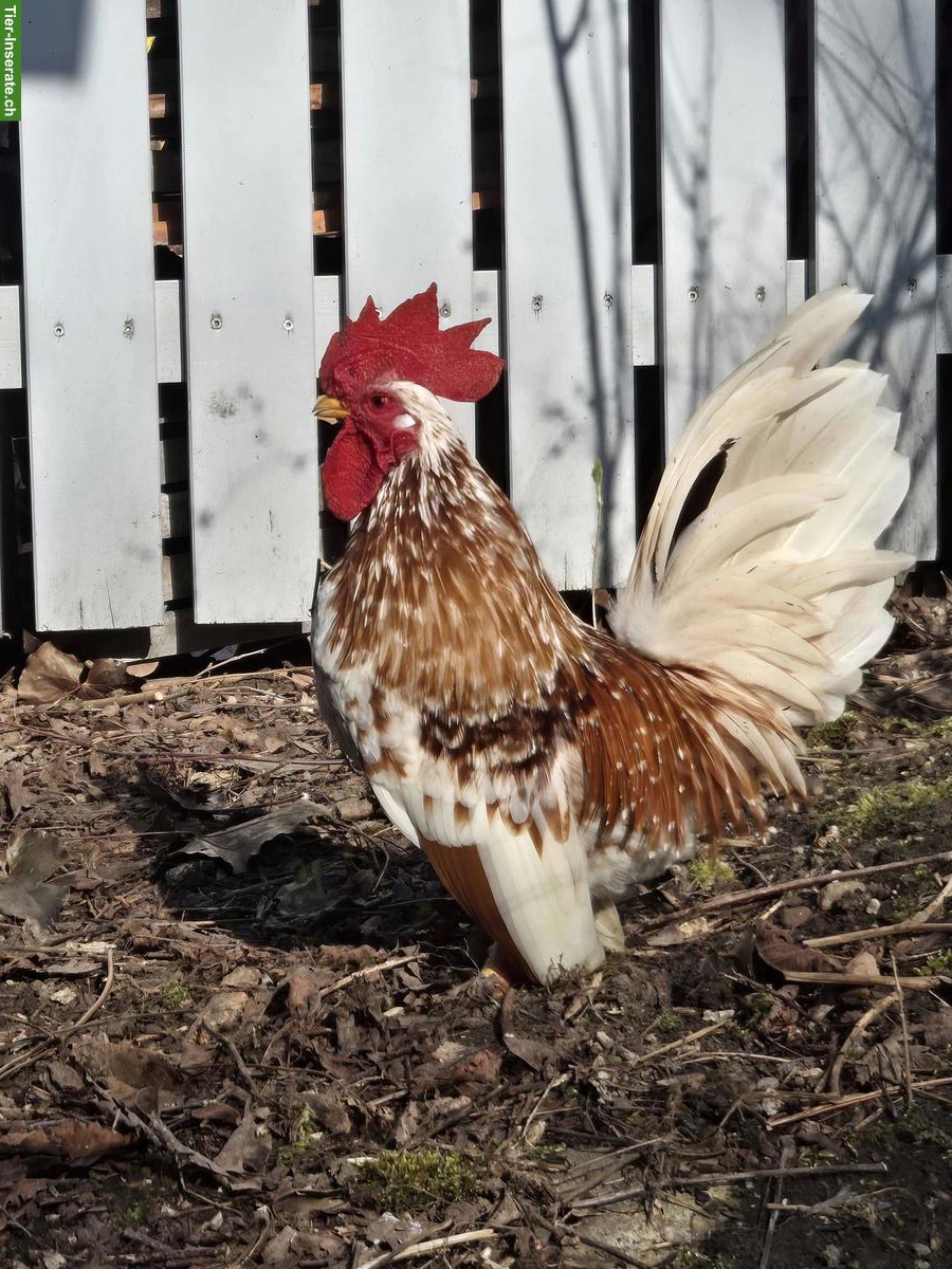 Chabo Hähne dringend abzugeben