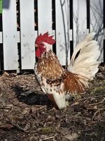 Chabo Hähne dringend abzugeben