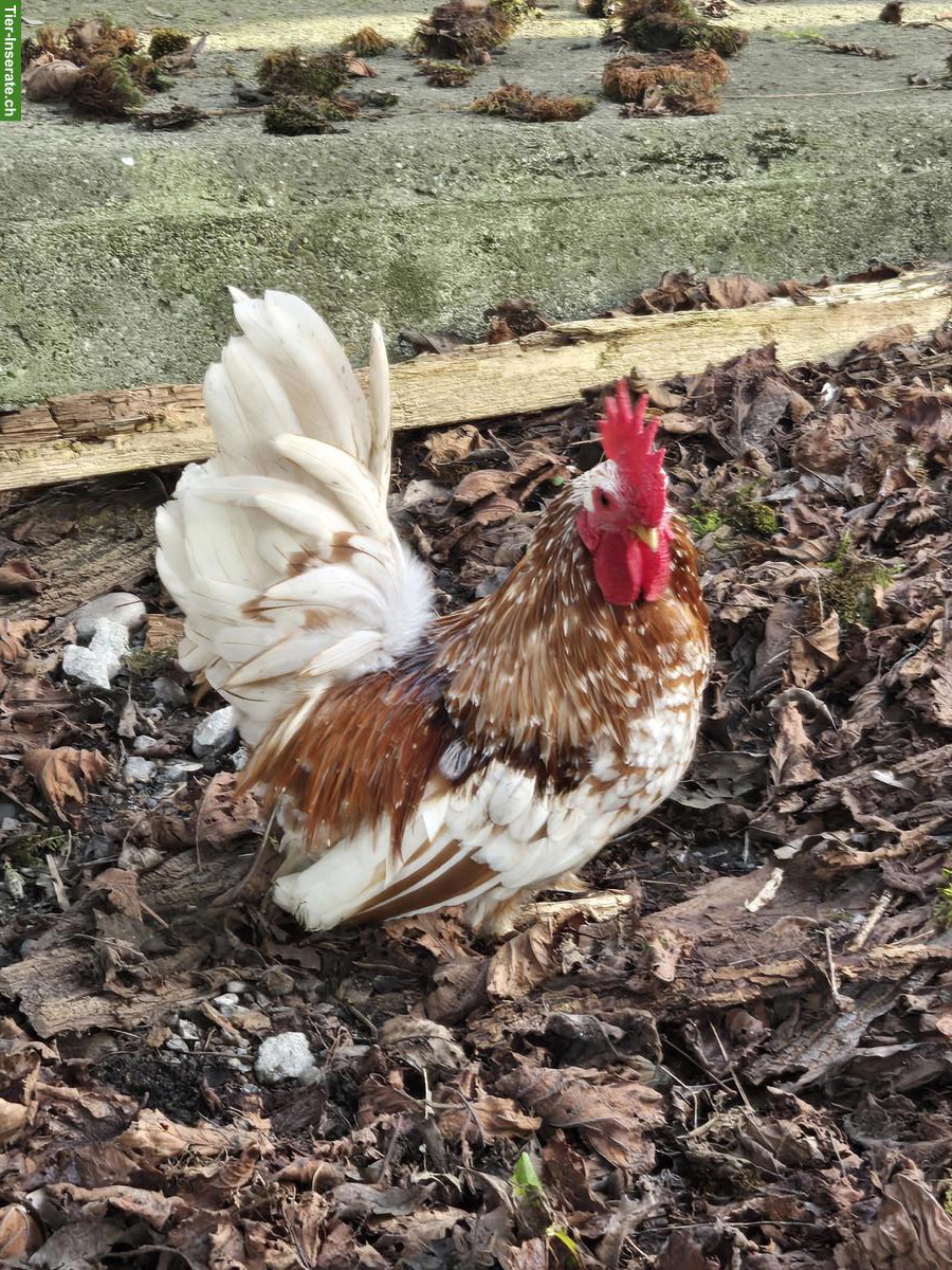 Bild 2: Chabo Hähne dringend abzugeben