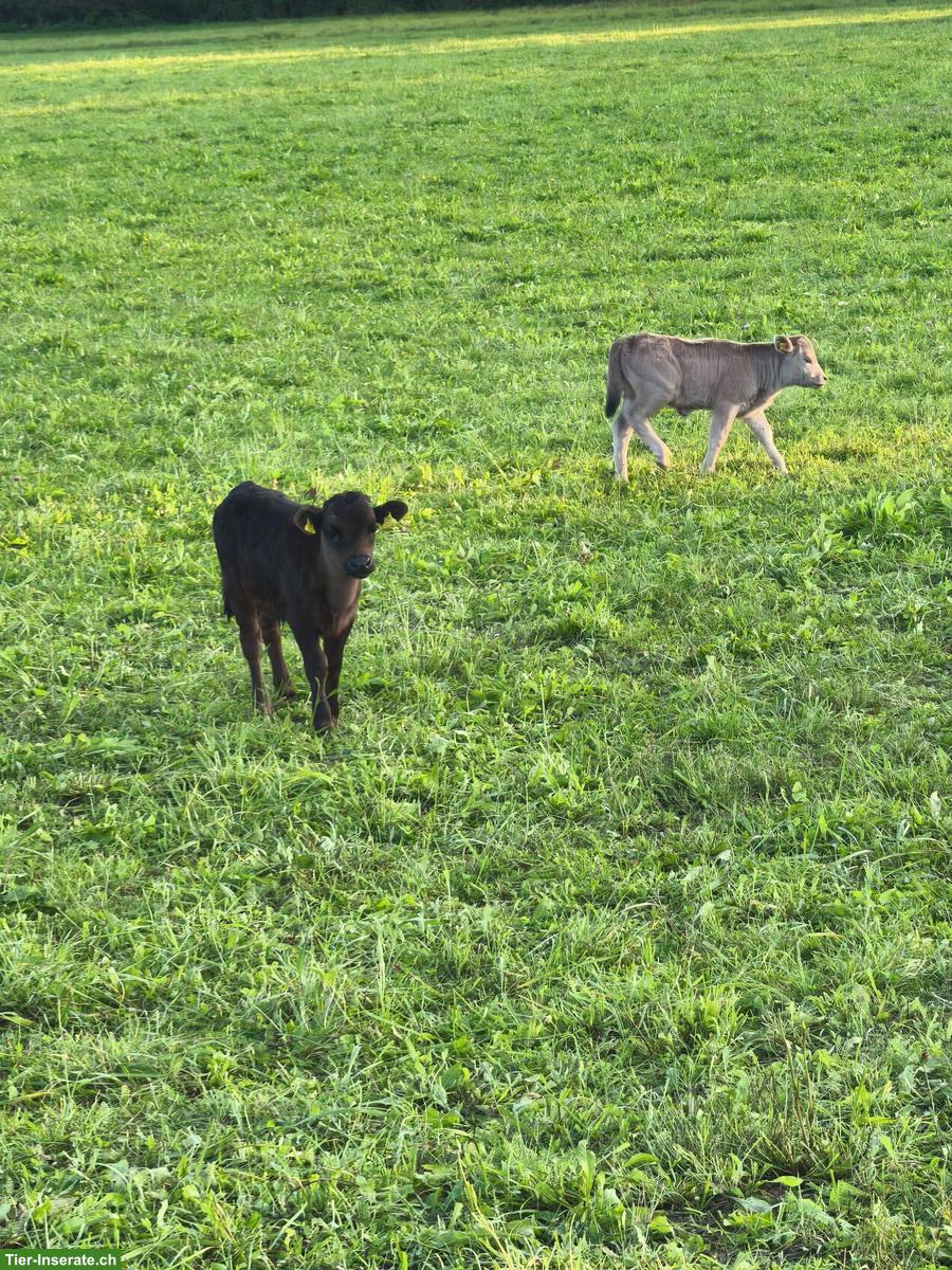 Dahomey-Zwergrind Stier, grau und schwarz
