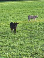 Dahomey-Zwergrind Stier, grau und schwarz