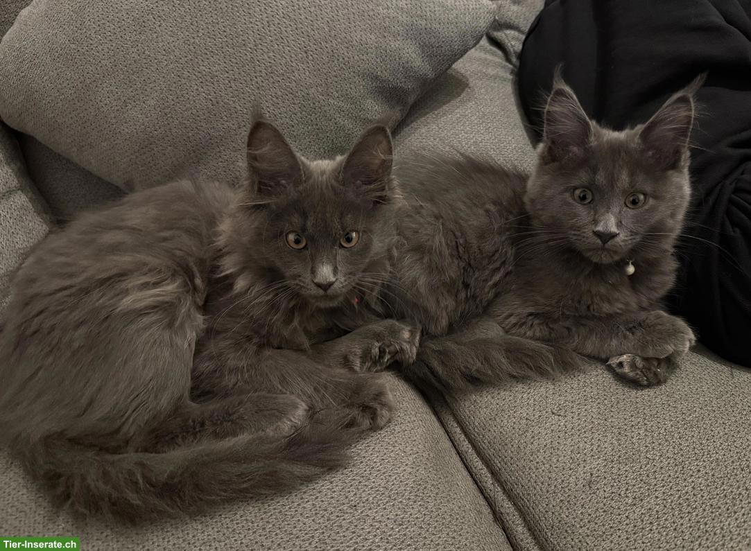 Maine Coon Kitten Geschwisterpaar