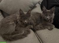 Maine Coon Kitten Geschwisterpaar