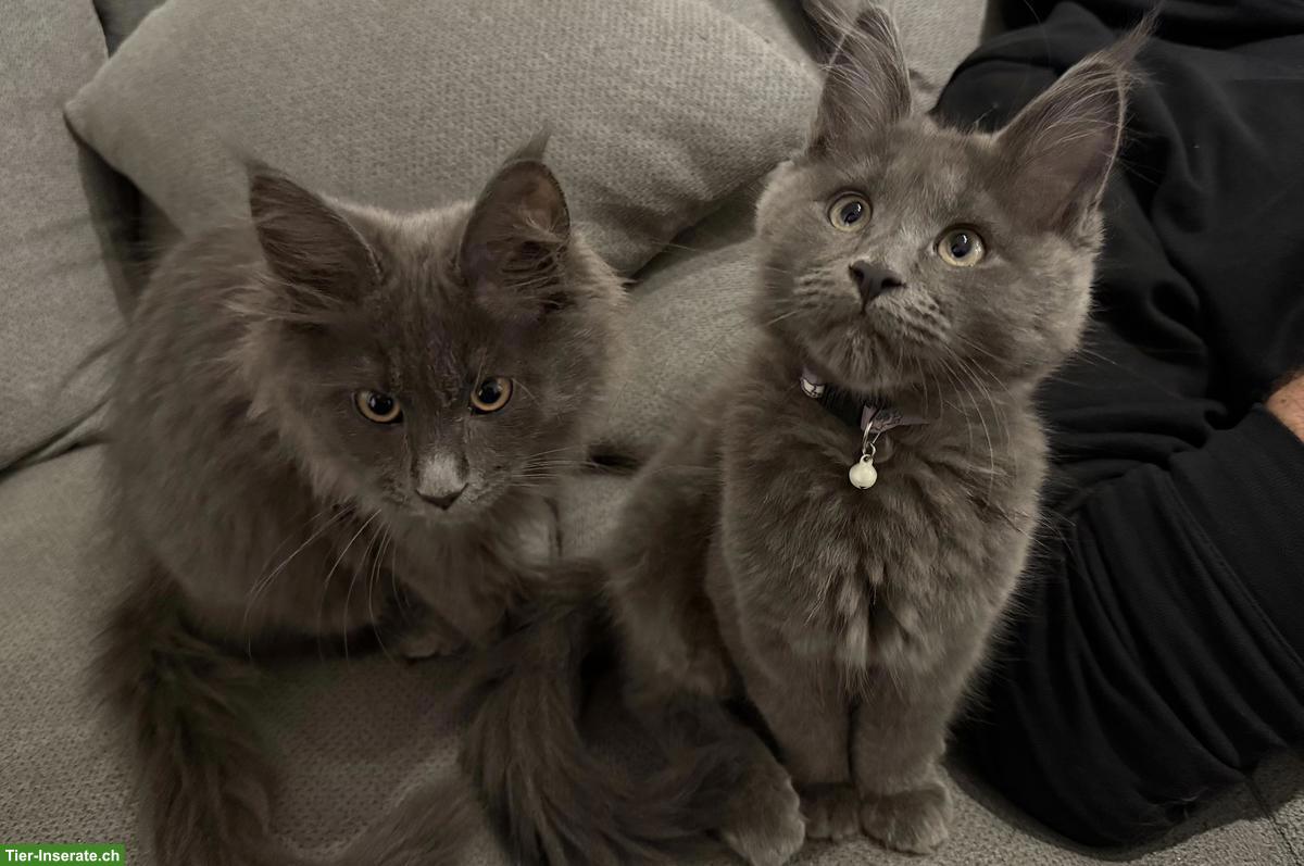 Bild 2: Maine Coon Kitten Geschwisterpaar