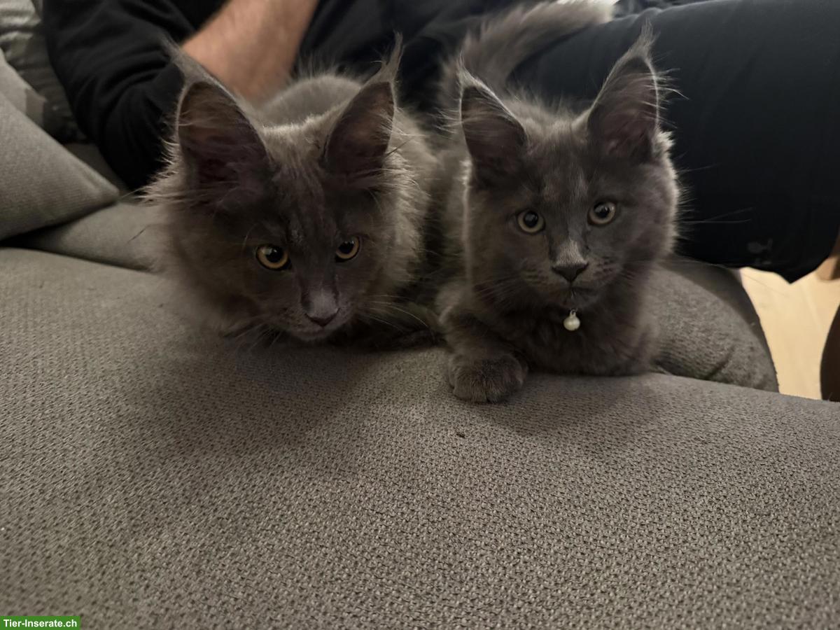 Bild 3: Maine Coon Kitten Geschwisterpaar