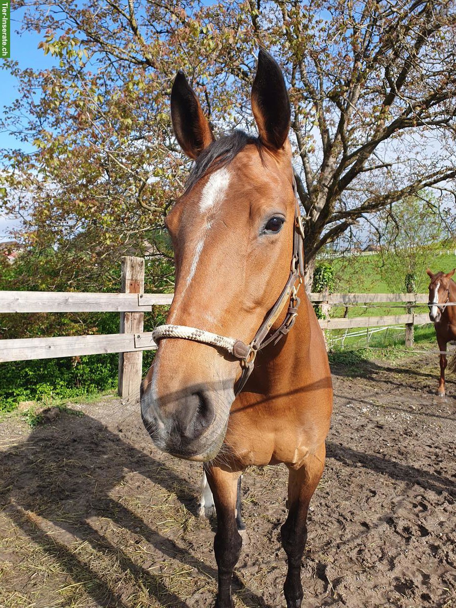CH-Warmblut Stute 13-jährig zu verkaufen