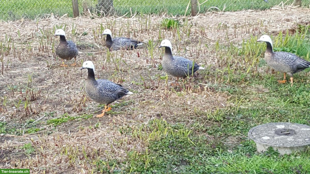 1.3 Kaisergänse zu verkaufen