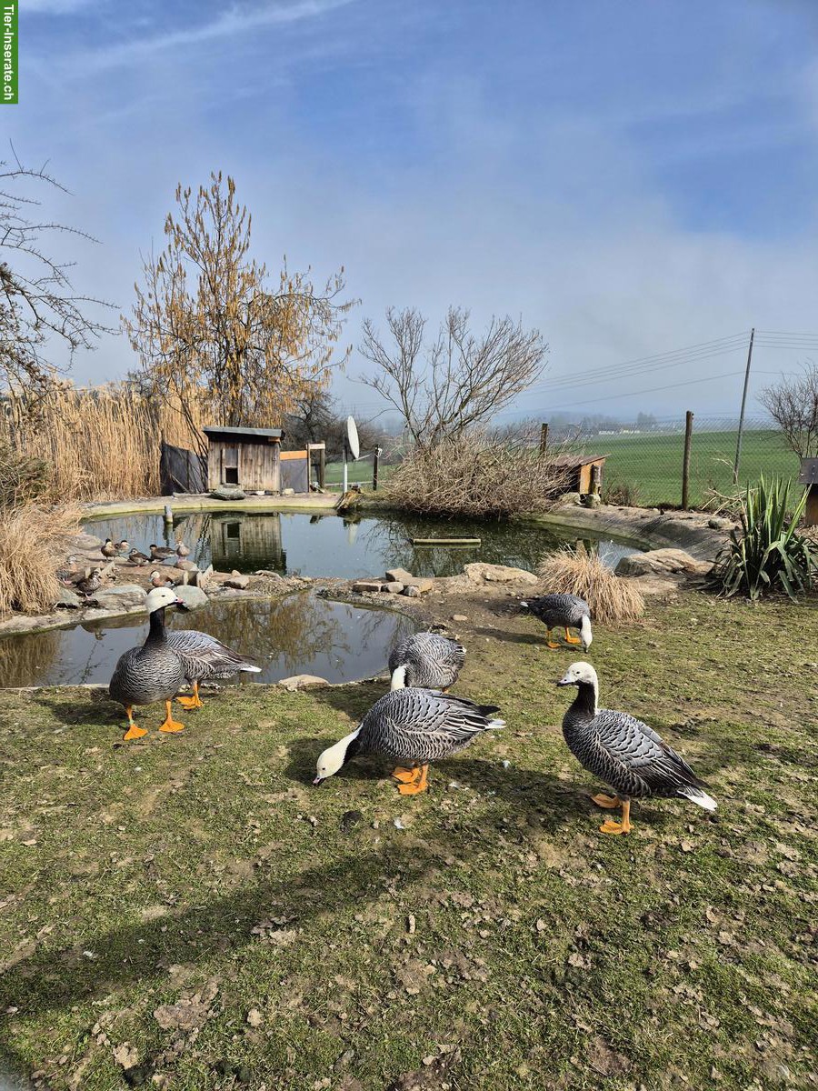 Bild 2: 1.3 Kaisergänse zu verkaufen