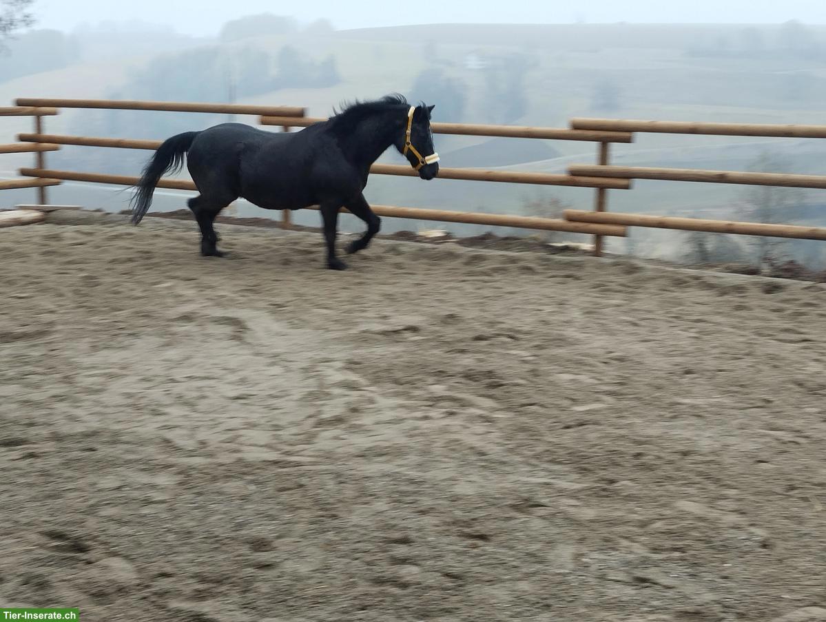 Bild 2: Spazier-/Pflege-/Reitbeteiligung zu vergeben, Kt. Schaffhausen