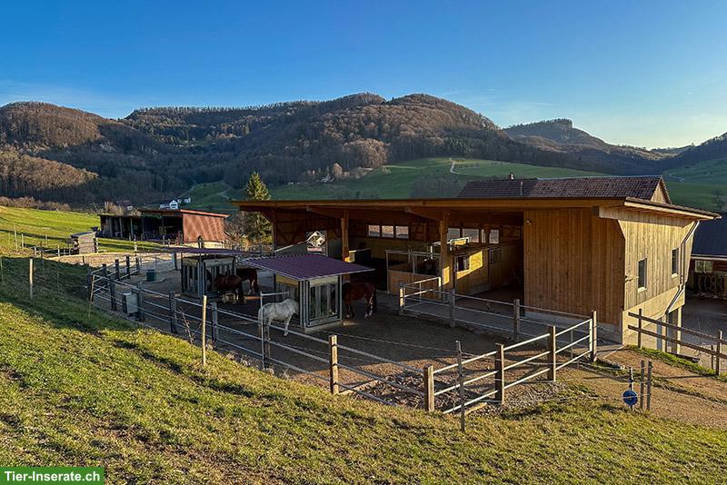Freilaufboxe frei in Pferdepension in Zeglingen BL