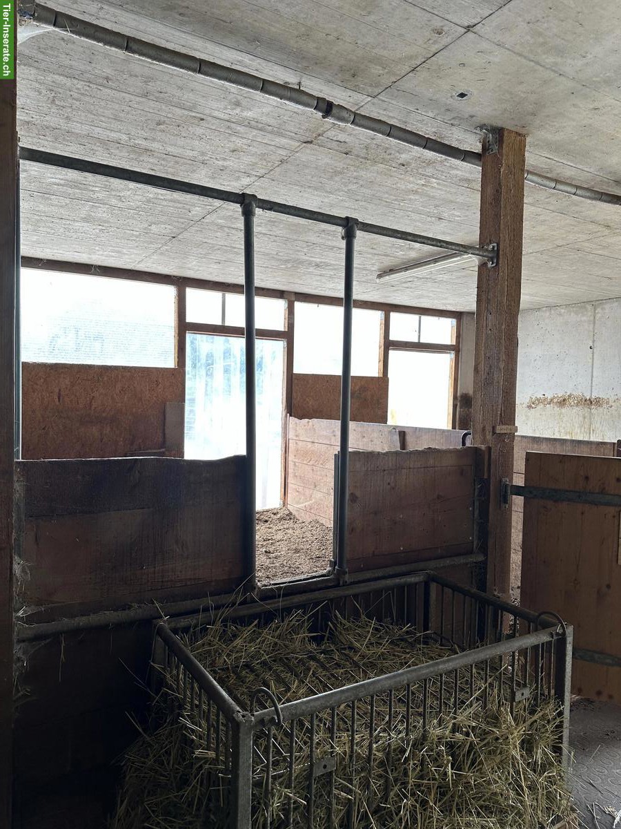 Bild 2: Freilaufboxe frei in Pferdepension in Zeglingen BL