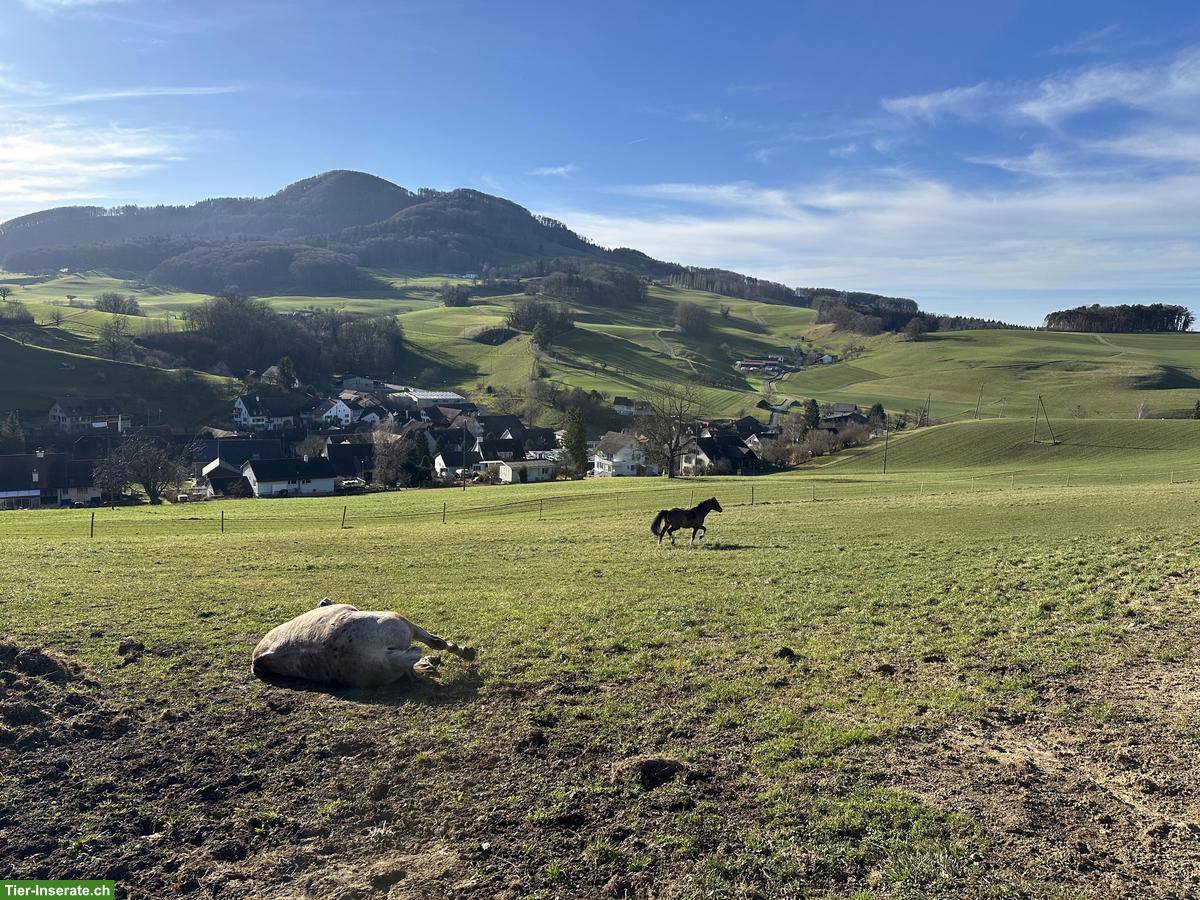 Bild 3: Freilaufboxe frei in Pferdepension in Zeglingen BL