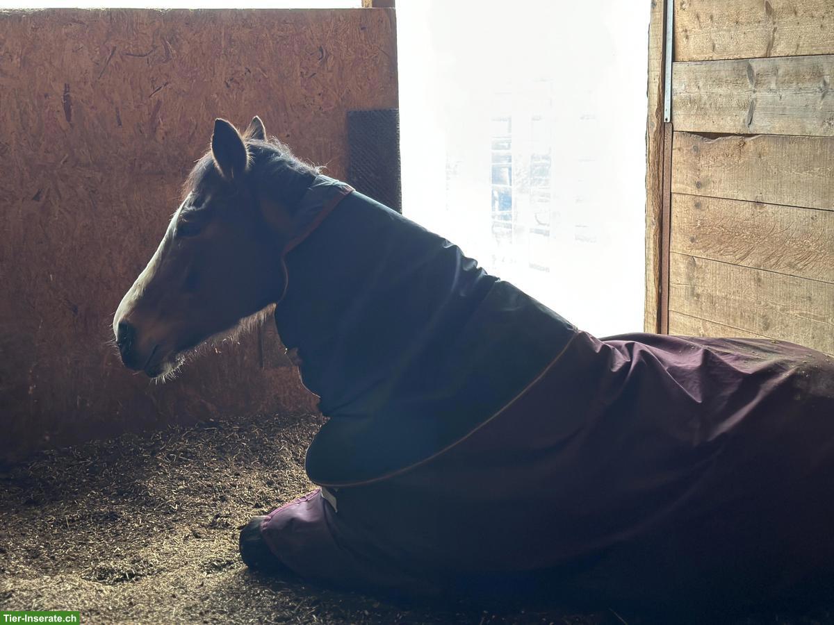 Bild 4: Freilaufboxe frei in Pferdepension in Zeglingen BL