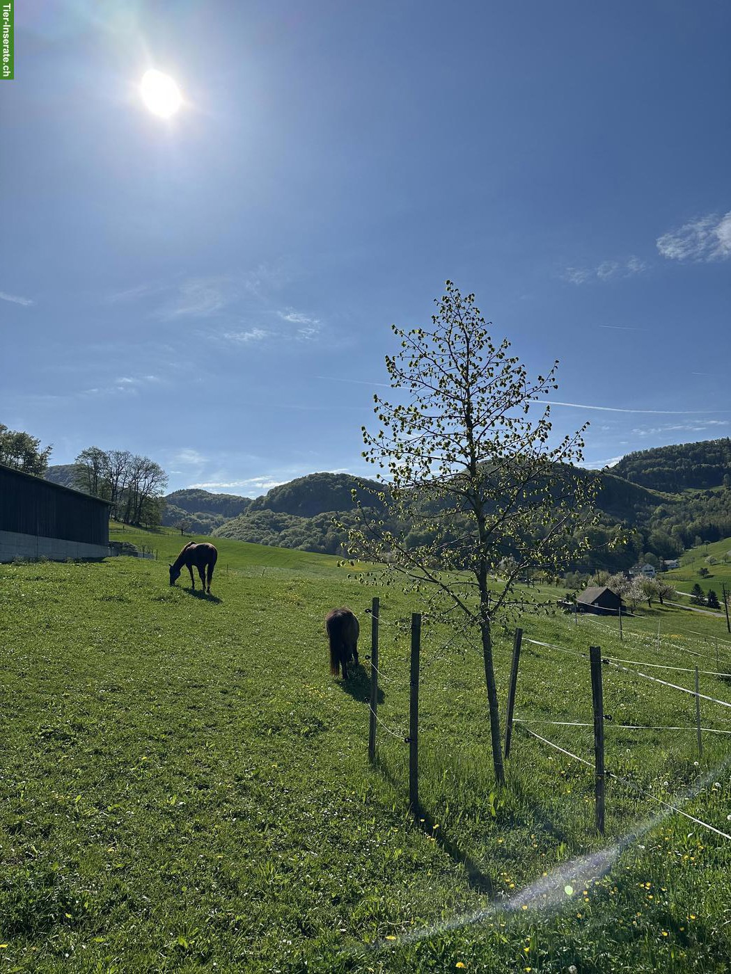 Bild 6: Freilaufboxe frei in Pferdepension in Zeglingen BL