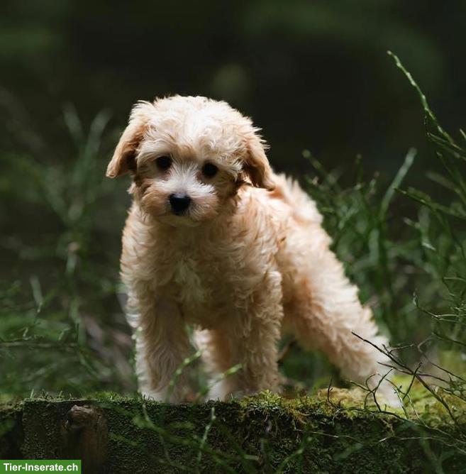 Toy-Pudel Welpe, Rüde sucht ein liebes Zuhause