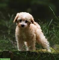 Toypudel Welpe Rüde sucht ein liebes Zuhause