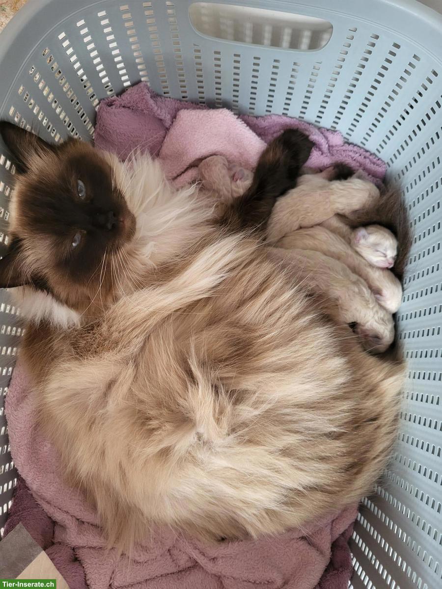 Reinrassige Heilige Birma Kitten suchen ein Zuhause