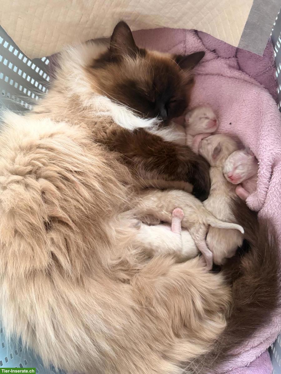 Bild 2: Reinrassige Heilige Birma Kitten suchen ein Zuhause