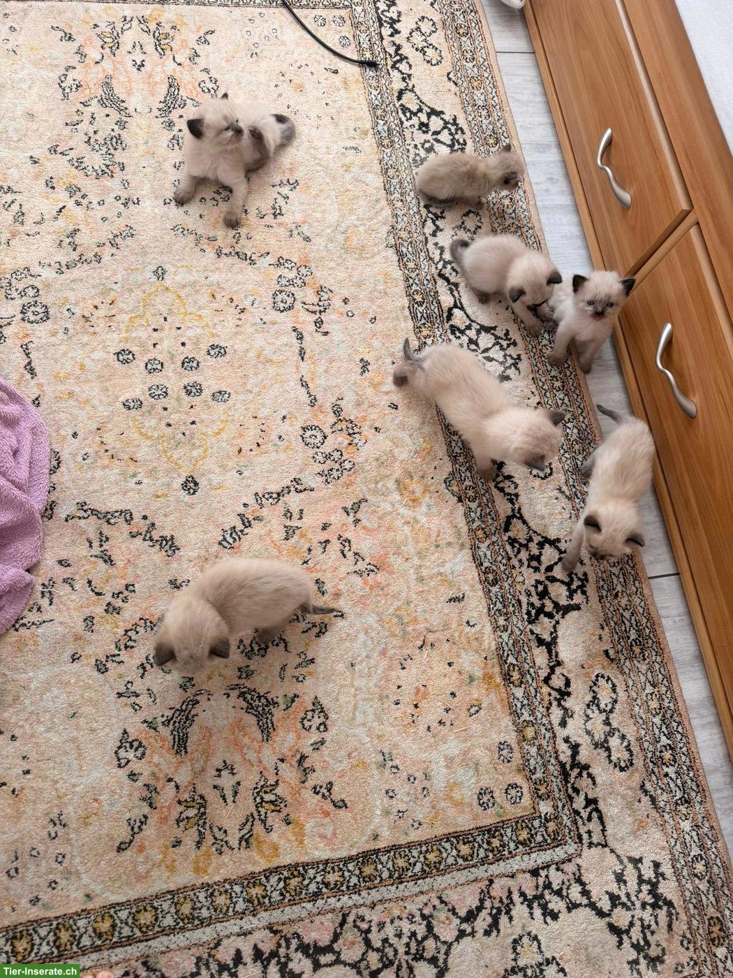 Bild 3: Reinrassige Heilige Birma Kitten suchen ein Zuhause